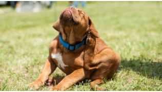Anti-parasitaires naturels pour chien : attention, danger !