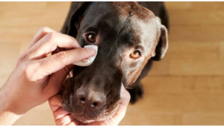 Un maître soigne la conjonctivite de son chien de race Labrador