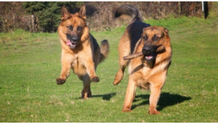 Deux chiens Bergers Allemands se rencontrent et jouent en gérant leurs émotions