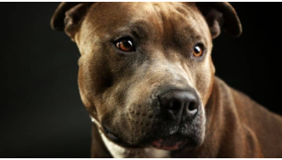 Comment éduquer les chiens dangereux ?