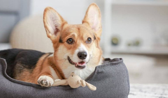 Un chien de race Corgi est couché dans son panier avec une peluche dans un salon