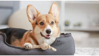 Un chien de race Corgi est couché dans son panier avec une peluche dans un salon