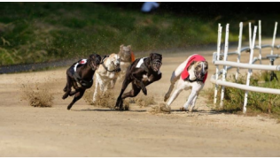 Cinq chiens lévriers en train de participer à une course dans un cynodrome