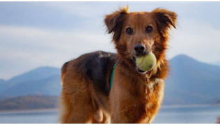 Un chien tient une balle dans sa bouche et s'apprête à la rapporter à son maître