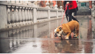 Un chien Bulldog Anglais tire sur la laisse pour aller sentir quelque chose pendant une promenade en ville