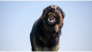 Un chien de race Berger Allemand agressif aboie
