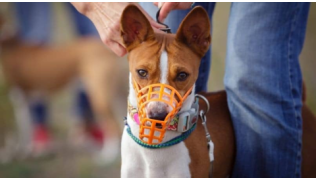 Un chien de race Basenji debout entre les jambes de son maître et qui porte une muselière orange