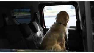 Un chien de race Golden est assis et attaché en sécurité dans une voiture