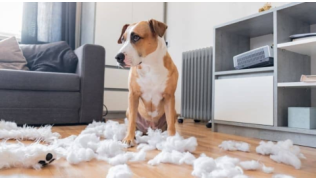 Un chien de race American Staff vient de détruire une peluche dans le salon
