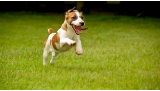 Un chien de race Jack Russell court dans l'herbe sans contrôle lors d'une sortie en nature