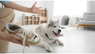 Un maître crie sur son chien de race Husky qui a mangé une chaussure et détruit le salon