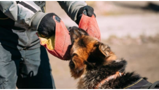 Un Berger Allemand pratique un sport de mordant et mord dans une manchette