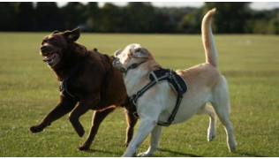 Deux chiens Labrador jouent ensemble et apprennent à se canaliser