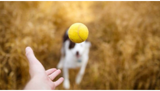 Un maître lance une balle jaune à son chien de race Border Collie dans un champ lors d'une séance de jeu