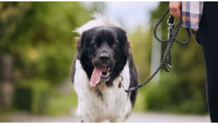 Un chien marche sans stress en laisse avec sa maîtresse dans un parc en ville