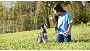 Une enfant participe à l'éducation de son chien Husky en faisant un exercice dans un parc