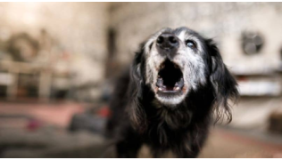 Un vieux chien noir aboie au moindre bruit, dans son salon