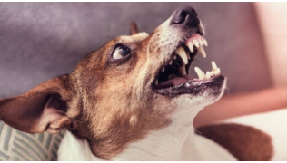 Un chien Jack Russel fait de la protection de ressource et grogne en montrant les dents