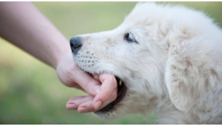 Un chiot de race Golden Retriever mordille la main de son maître dans leur jardin