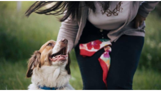 Une maîtresse caresse son chien de race Berger Australien lors d'une balade en nature