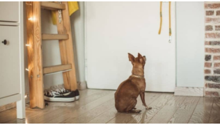 Un chien de race Chihuahua est assis et isolé dans une pièce pour se calmer