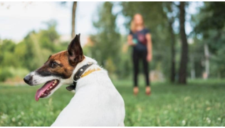 Un chien de race Jack Russel distrait pendant une séance d'éducation avec sa maîtresse