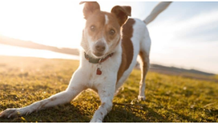 Mon chien est hyperactif : que faire ?