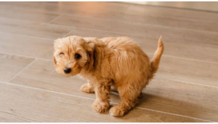Un chiot en train d'apprendre la propreté fait pipi sur le parquet de la maison