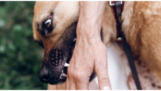 Le goût du sang chez le chien : mythe ou réalité ?