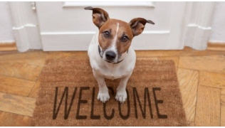Un chien Jack Russel assis sur un paillasson attend son maître pour dire bonjour
