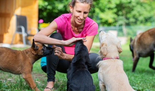 Une éducatrice canine donne des friandises à des chiots dans une école du chiot