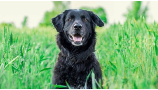 Un chien noir, assis dans un champ de blé, regarde son maître