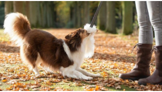 Un chien e race dBorder Collie frustré joue à tirer avec sa maîtresse dans un parc