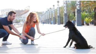 Un couple essaie d'éduquer leur chien de raceBorder Collie têtu et qui refuse d'avancer lors d'une sortie en ville
