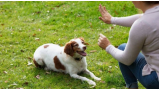 Une maîtresse travaille pour améliorer le pas bouger de son chien dans son jardin