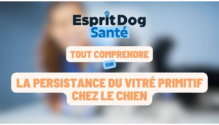 Esprit Dog Santé : Tout comprendre sur la persistance du vitré primitif chez le chien