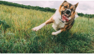 Comment éduquer un chien agressif ?