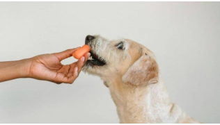 Pourquoi votre chien vous mord les doigts ?