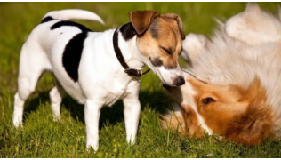 La socialisation chez le chien : les erreurs à éviter