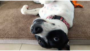 Apprendre à son chien à obéir à l’ordre «PAN !»