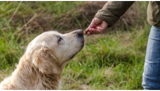 Pourquoi mon chien ne veut plus ses friandises ?