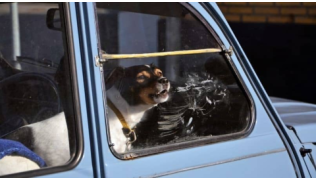 Dresser un chien pour qu’il ne soit plus agressif en voiture
