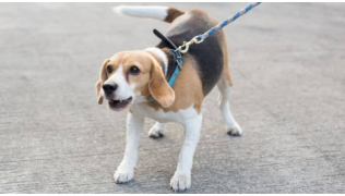 Éduquer un chien pour éviter l’agressivité en laisse
