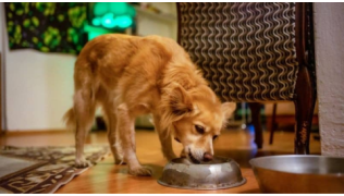 Éduquer un chien agressif devant sa gamelle