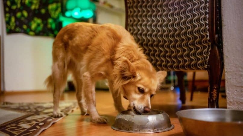 Éduquer un chien agressif devant sa gamelle