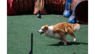 Club canin pour éduquer son chien : bonne ou mauvaise idée ?