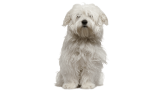 Le Coton de Tuléar, un petit chien espiègle et vif