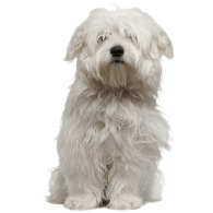 Le Coton de Tuléar, un petit chien espiègle et vif