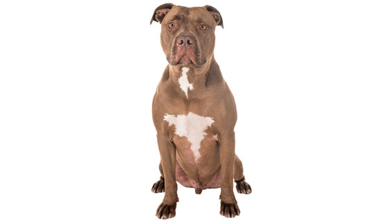Le Pitbull : un chien victime de la loi et des médias