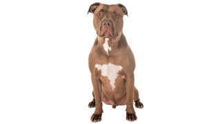 Le Pitbull : un chien victime de la loi et des médias